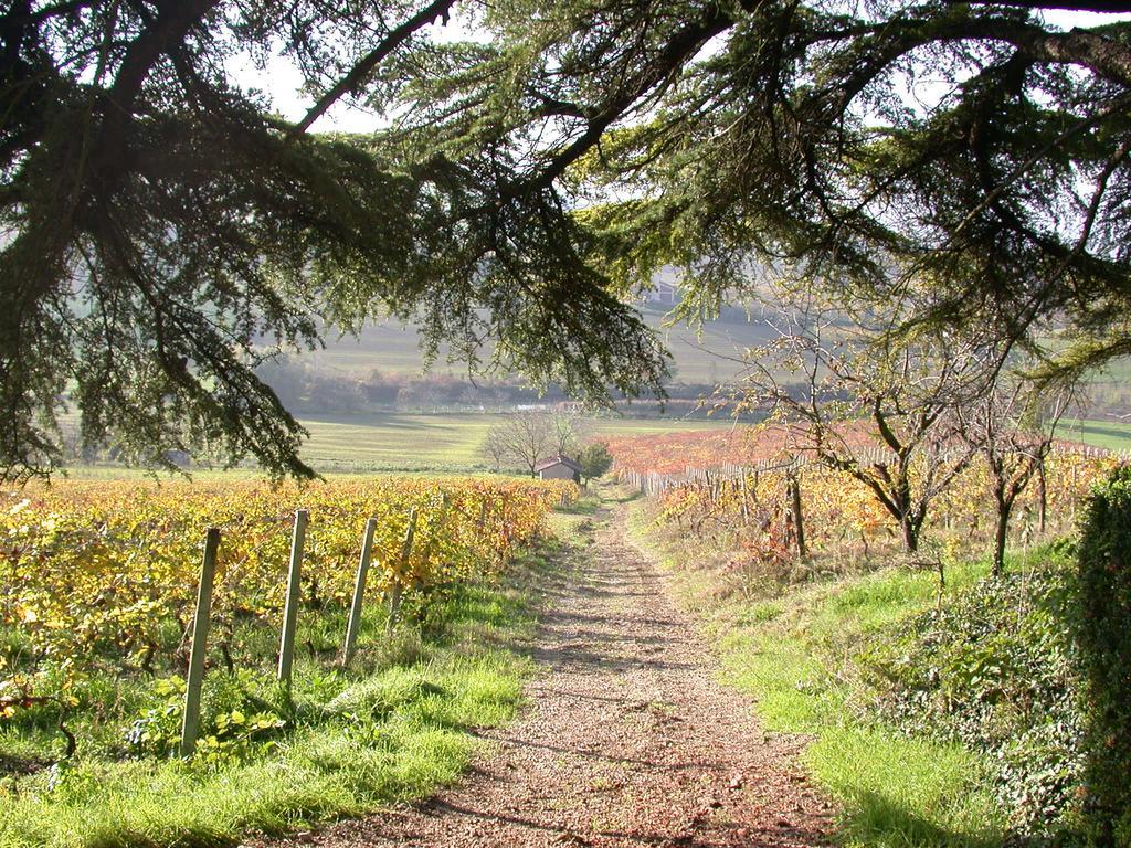 Tenuta San Rocco Conzano Eksteriør bilde